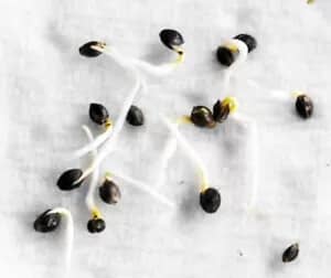Gelato seeds