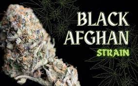 Black Afghan Strain