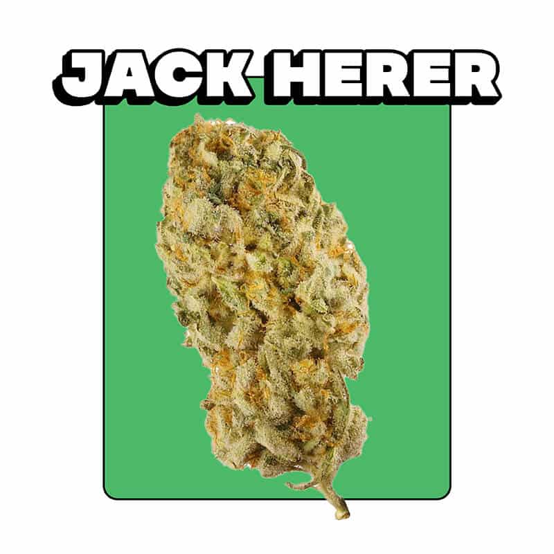 jack-herer