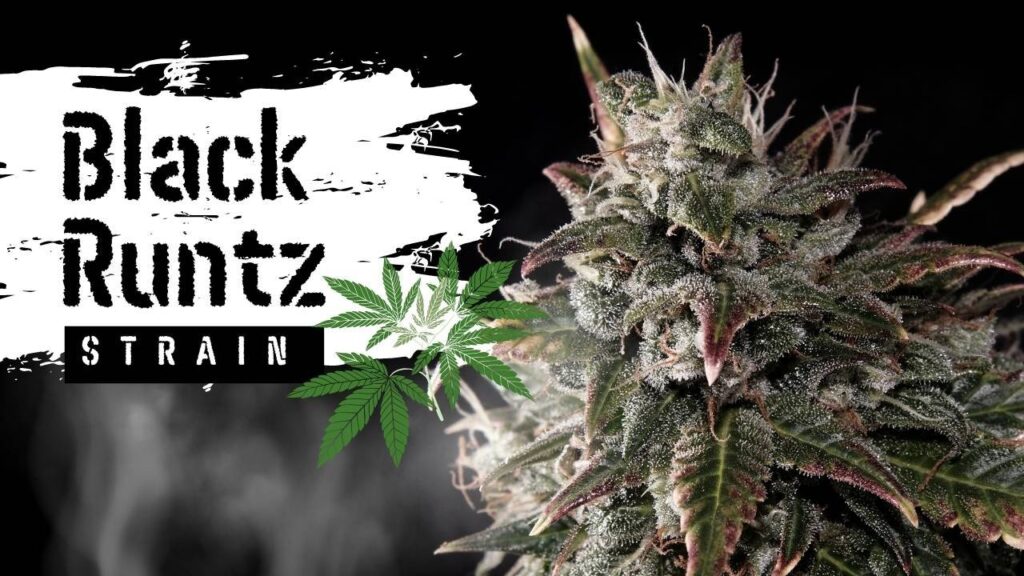 black runtz weed strain