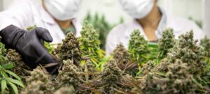 harvesting cannabis